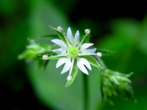 オオヤマハコベの花 秋 9月初旬 の高尾山での自然観察 その3 しろうと自然科学者の自然観察日記 楽天ブログ