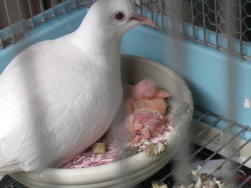 銀鳩たちの飼育 ゴスペルマジックへようこそ 楽天ブログ