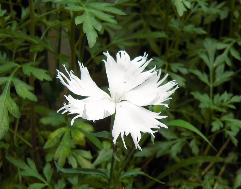 DSCN7080.JPG