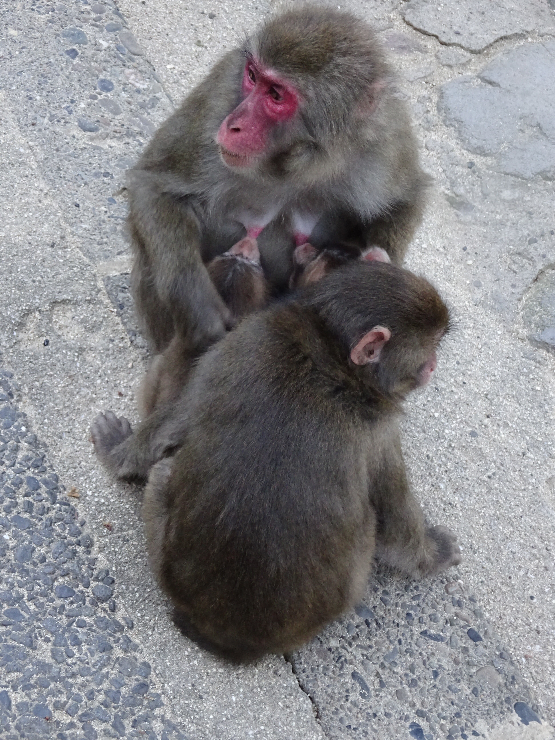 カラオケさんの子供たち (1).JPG