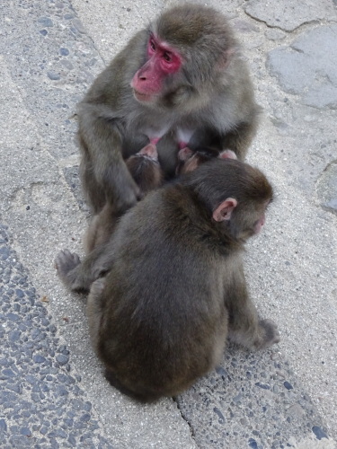 カラオケさんの子供たち (1).JPG