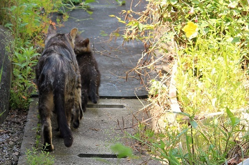 最後の子猫 (8).JPG