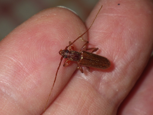 テツイロヒメカミキリ