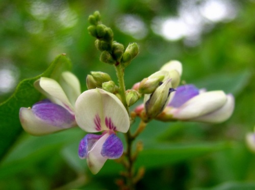 キハギの花 ハギの花は 旗弁 きべん は淡黄色で基部には紫色の斑 ふ があり 披針形の翼弁は紫色 竜骨弁は黄白色です しろうと自然科学者の自然観察日記 楽天ブログ