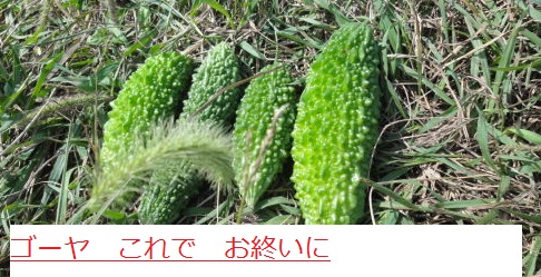 ごーや.JPG