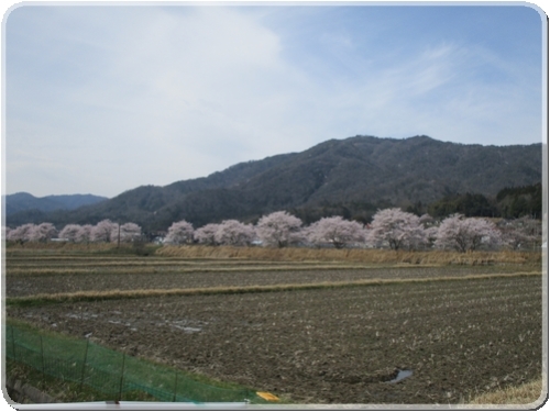 2705川土手の桜並木_2705.jpg