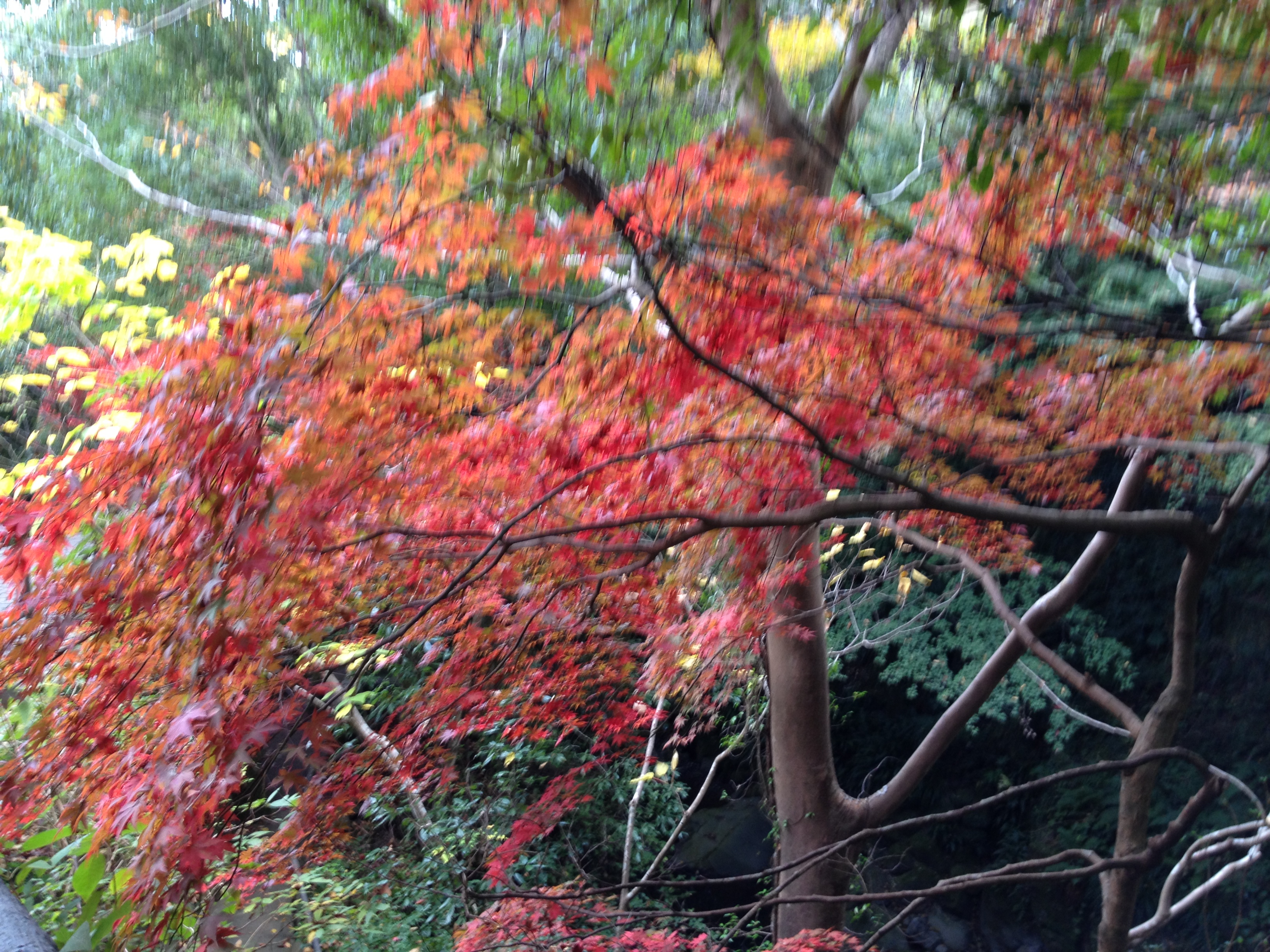 早雲寺、玉簾滝、湯河原 034.JPG