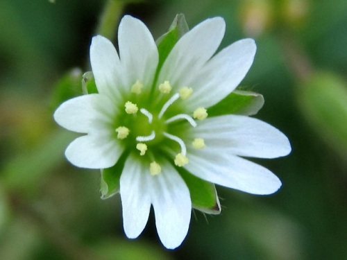 心に強く訴える可憐 花 言葉 最高の花の画像