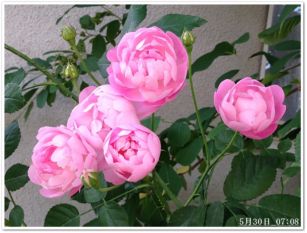 30日ローブリッター2015-05-30_07-08-58.JPG