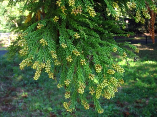 スギの花 秋の昭和記念公園での自然観察 その32 しろうと自然科学者の自然観察日記 楽天ブログ