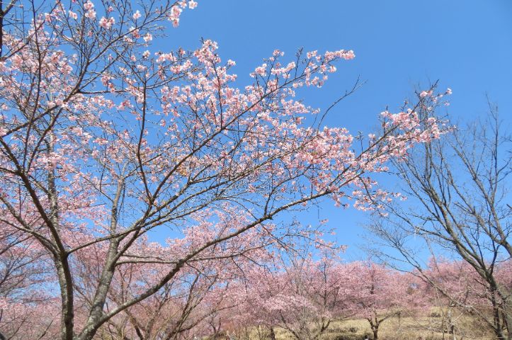 しだれ桜の里 (11).jpg