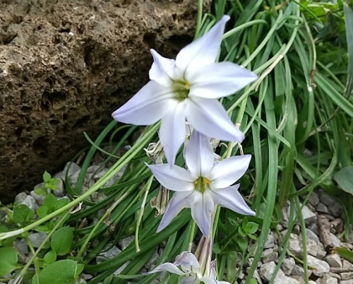 サボり気味の草むしりですが雑草の花も可愛いです ｖ ネコ様とガーデニング 楽天ブログ