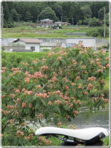 0299江の川沿いの合歓の花_0299.jpg