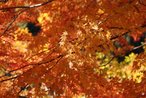 IMG_0160 (640x427).jpg