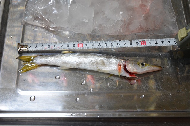 showPhoto (640×426)