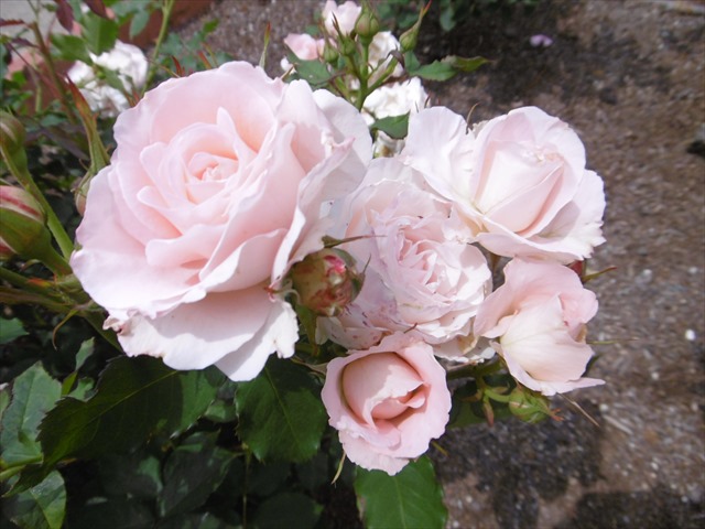 P1200717_R.JPG