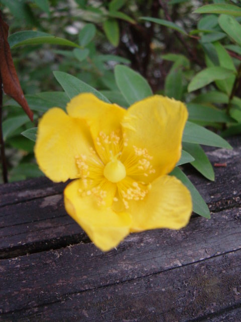 DSC09205.JPG