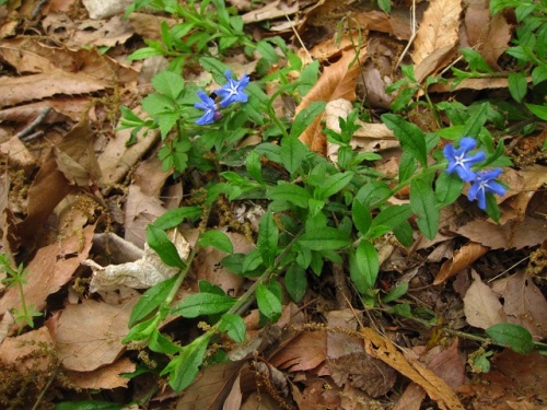 青紫色の花冠に白い星形が目立つホタルカズラの花 4月中旬の昭和記念公園 こもれびの丘 での自然観察 その11 しろうと自然科学者の自然観察日記 楽天ブログ