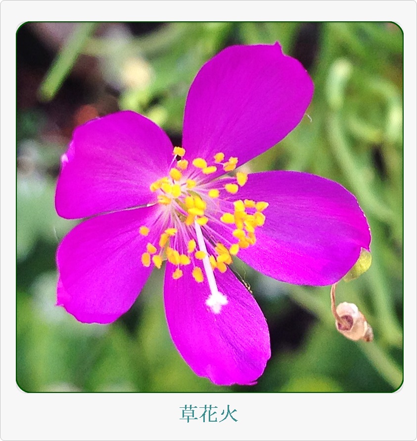 アップ草花火_2015-07-30_17-06-07.JPG