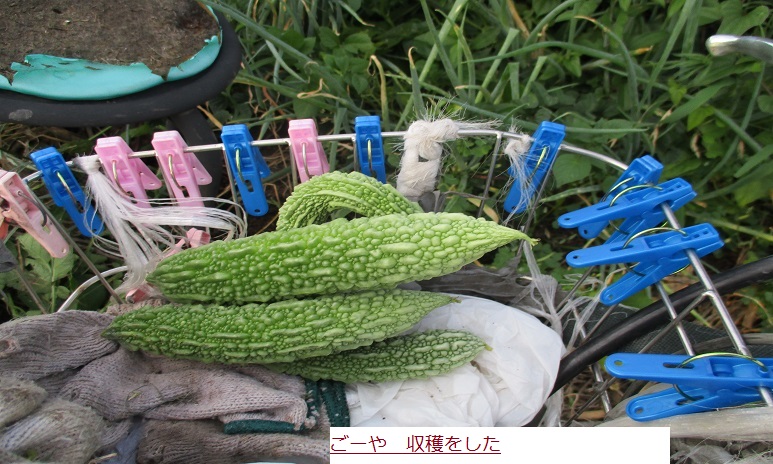 ごうや (2).JPG