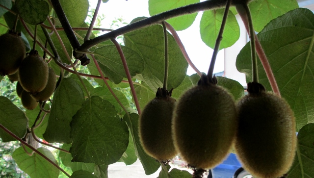 IMG_3917 (640x363).jpg