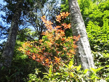 11.21　紅葉s.jpg