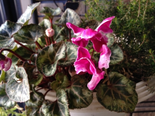 IMG_2587 (640x480).jpg