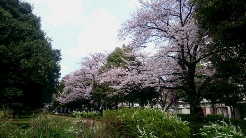 2016桜1.JPG