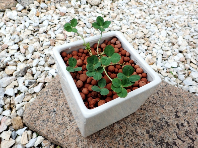 P7160891 (640x480).jpg