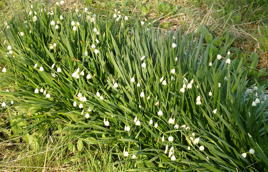 きのう見た白い花を | 続々 ゆったりロード・南浅川 散歩 - 楽天ブログ