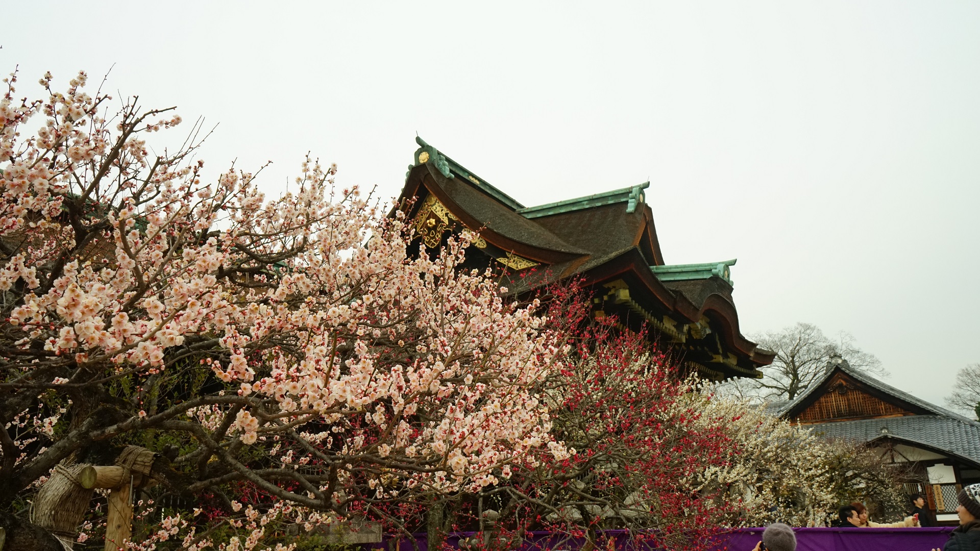 北野天満宮　梅と本殿.jpg