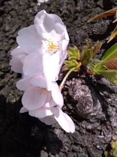 幹桜_日向と日陰2018