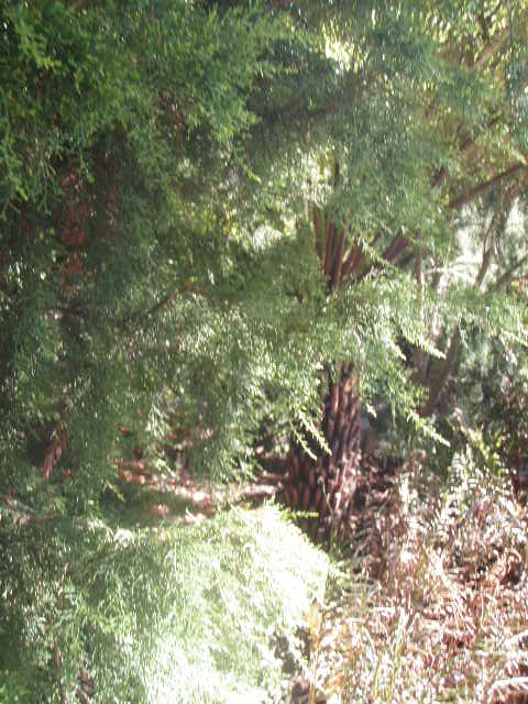 Huon Pine02.JPG