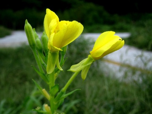 メマツヨイグサの花 立川市 泉町西公園での自然観察 その8 しろうと自然科学者の自然観察日記 楽天ブログ