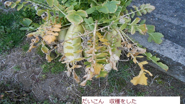 たいこん.JPG