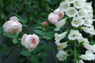 コピー ～ f 149.jpg