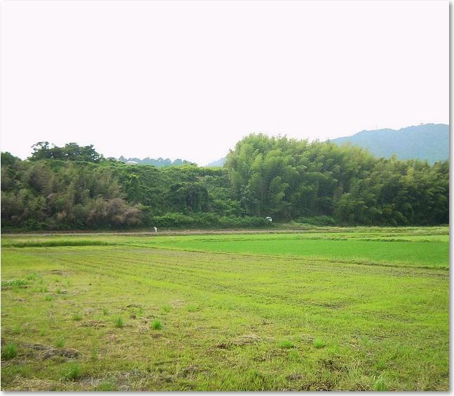 53広い田んぼ