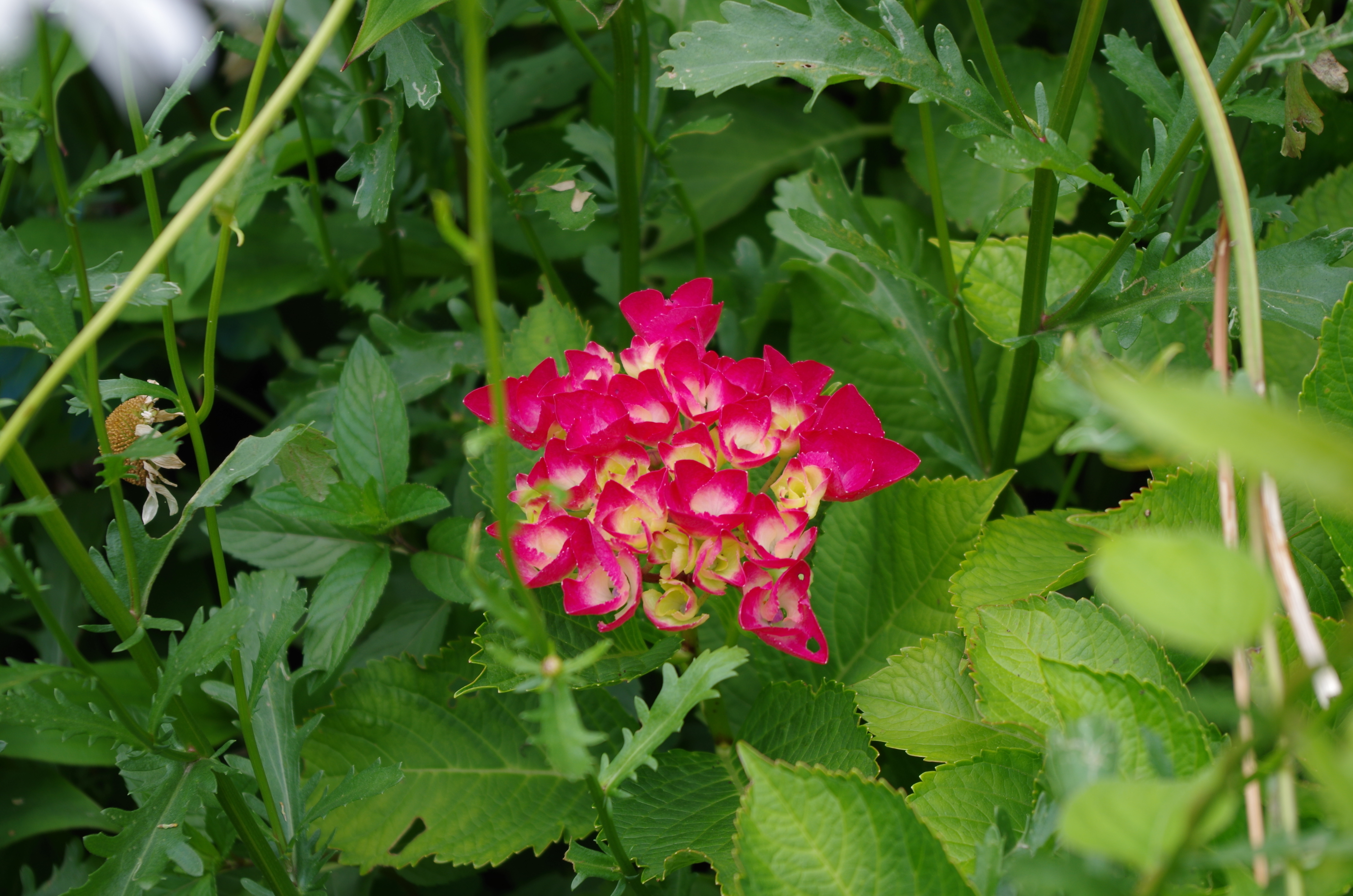 IMGP0038.JPG