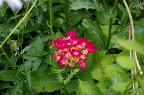 IMGP0038.JPG