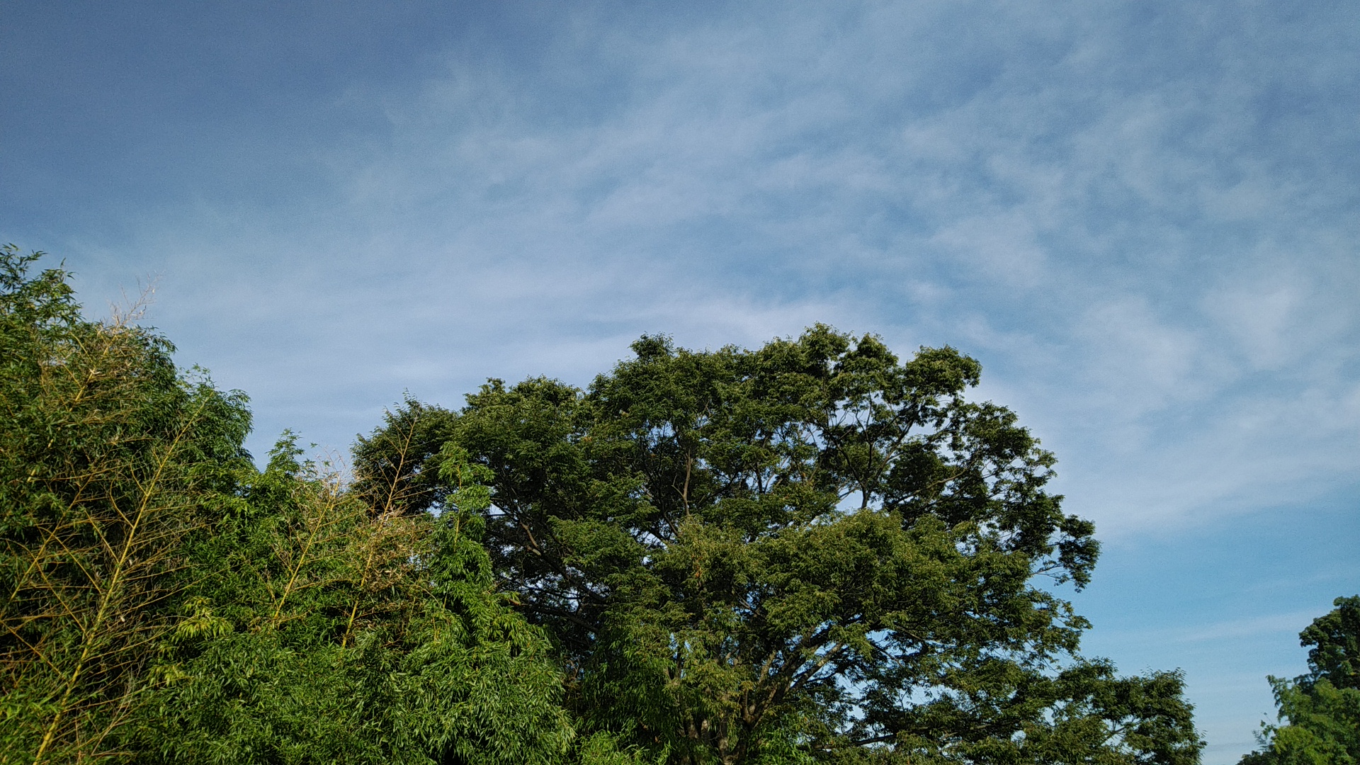 20190812  DSC_0001.jpg.jpg