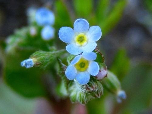 直径約2ミリで花の中央に黄色い副花冠があるキュウリグサの花 自然観察の振返り 2 ムラサキ科の植物 第2回 しろうと自然科学者の自然観察日記 楽天ブログ