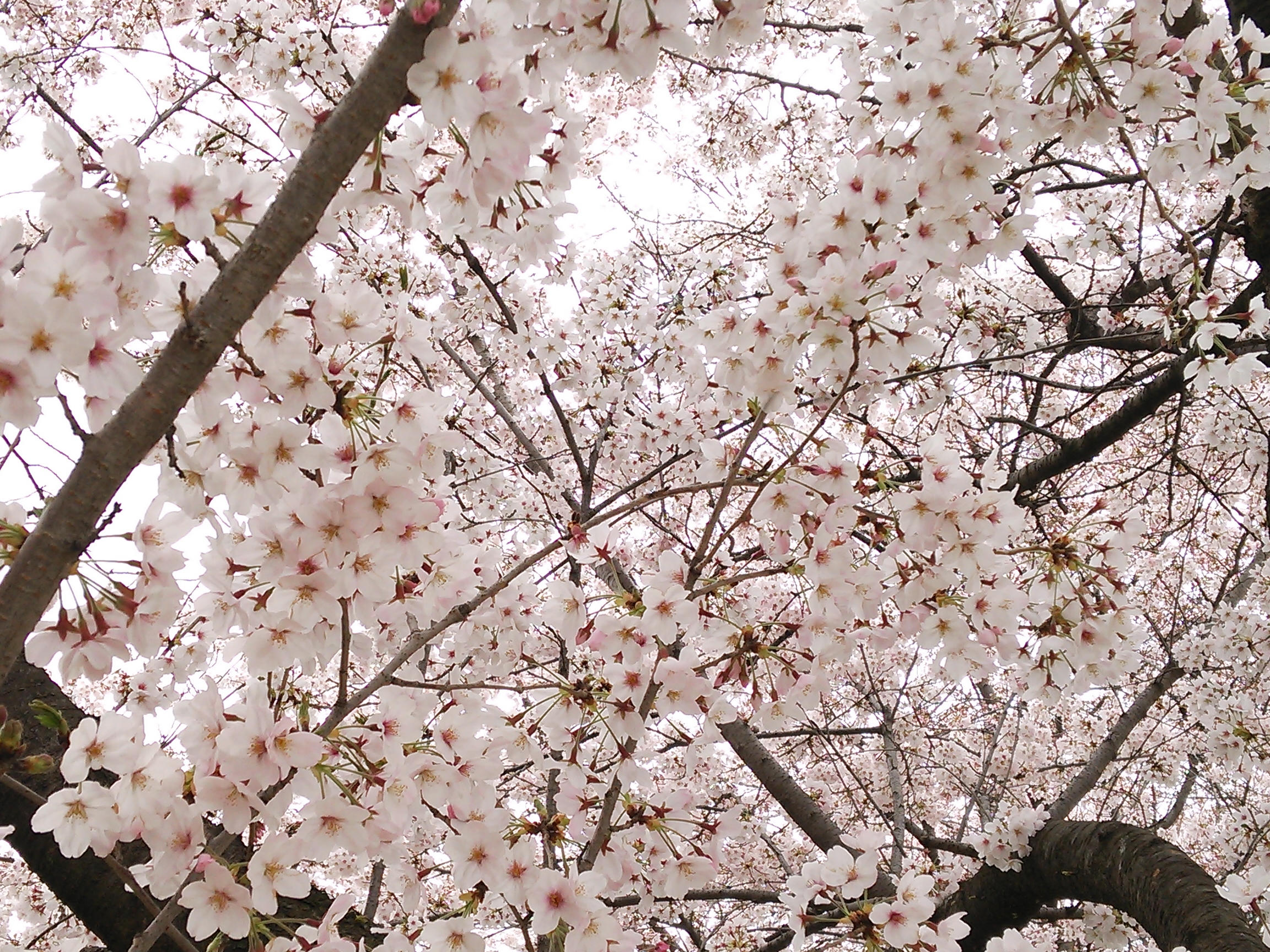 DSC_1890.JPG