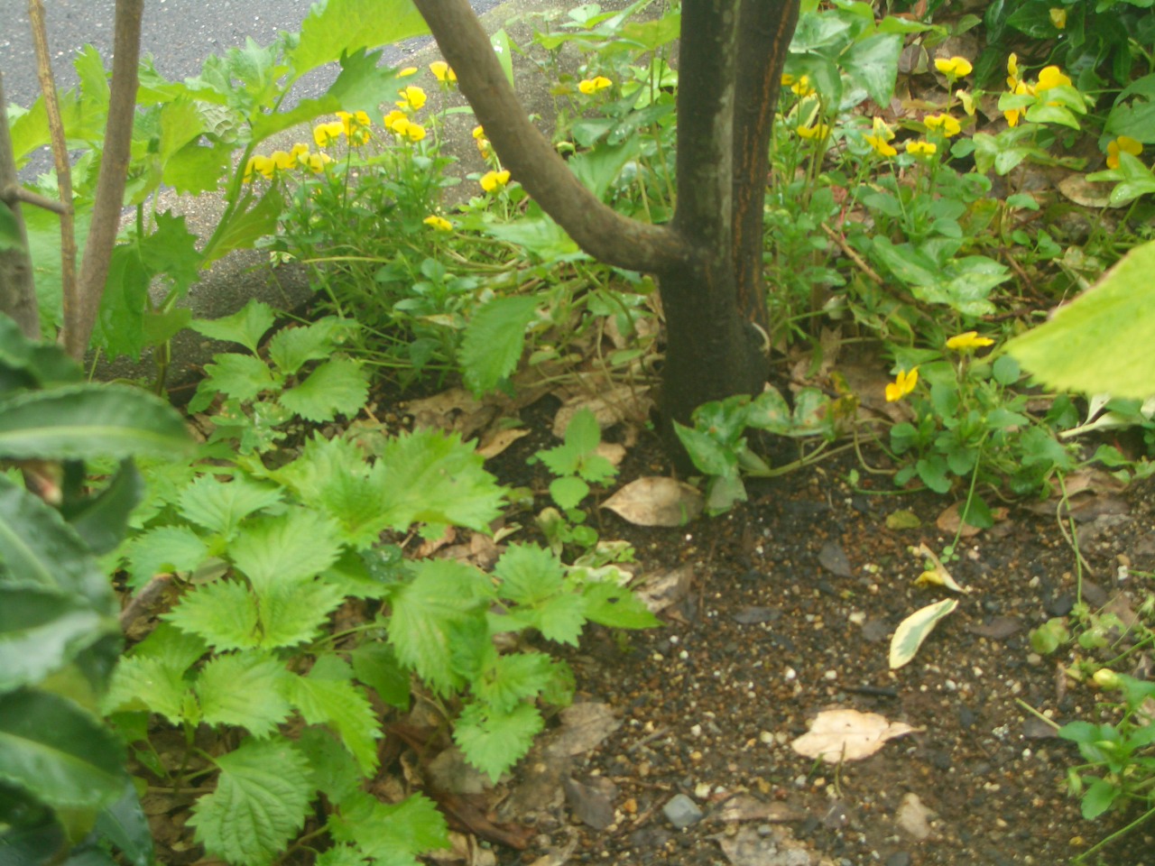 CIMG0096.JPG