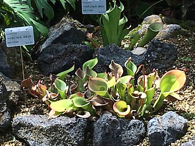 京都府立植物園H.ﾇﾀﾝｽ.jpg