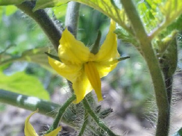 トマトの花が開花.jpg