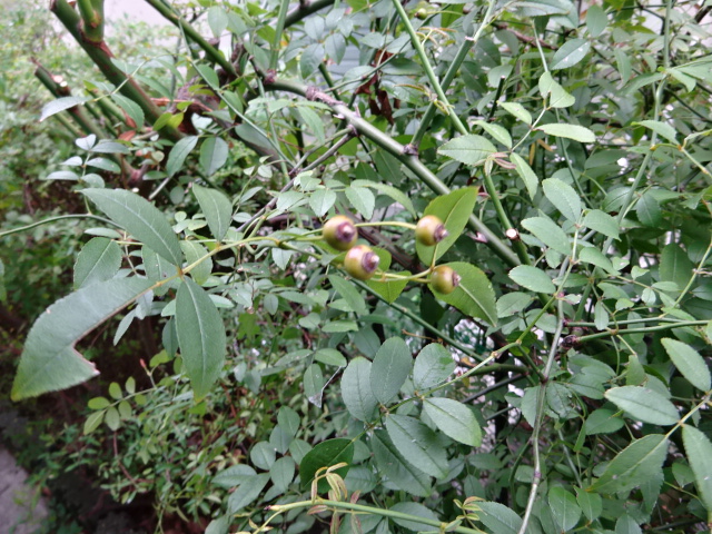 DSC07786.JPG