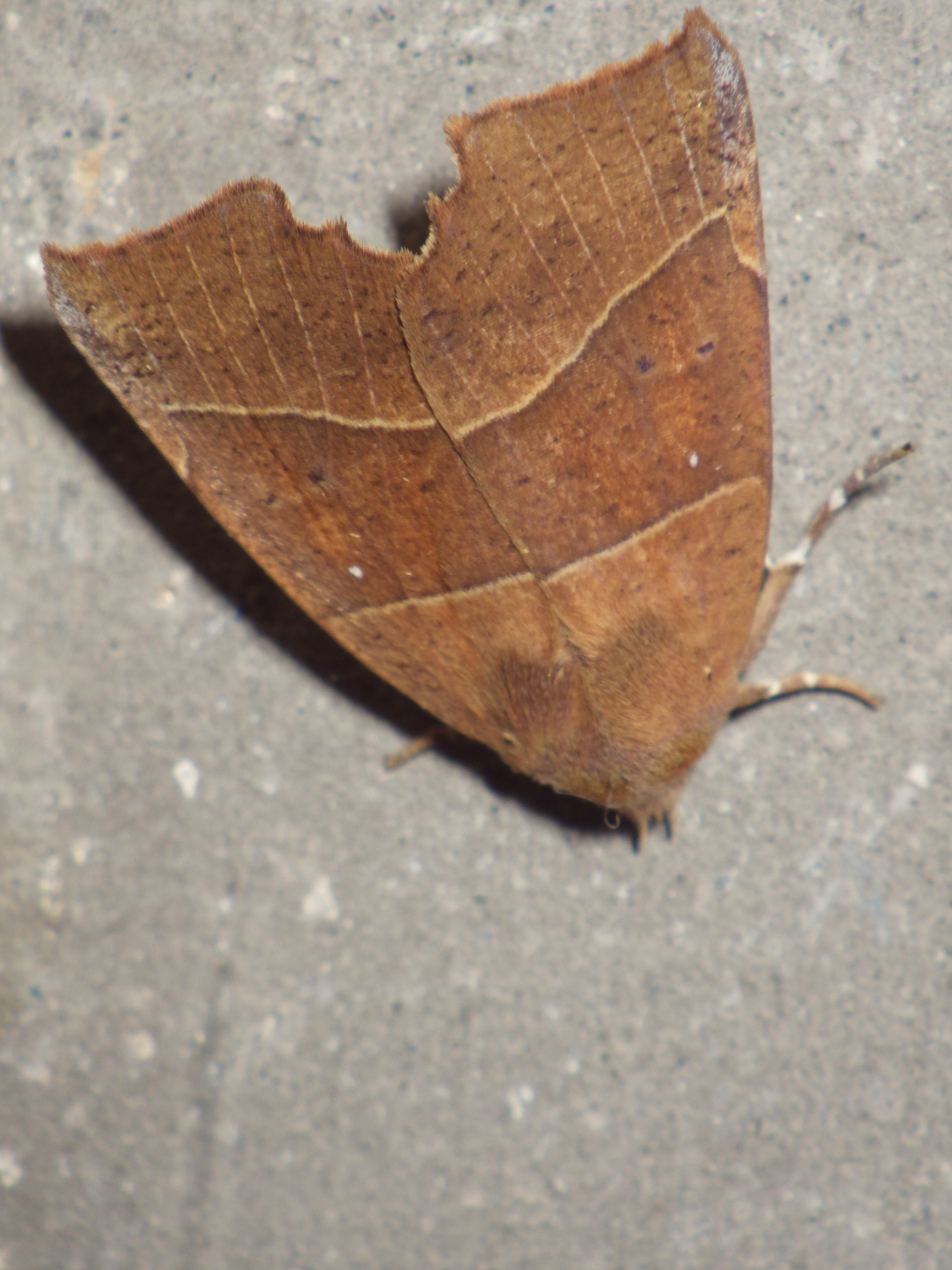 プライヤキリガ