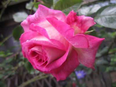 IMG_ed25.JPG