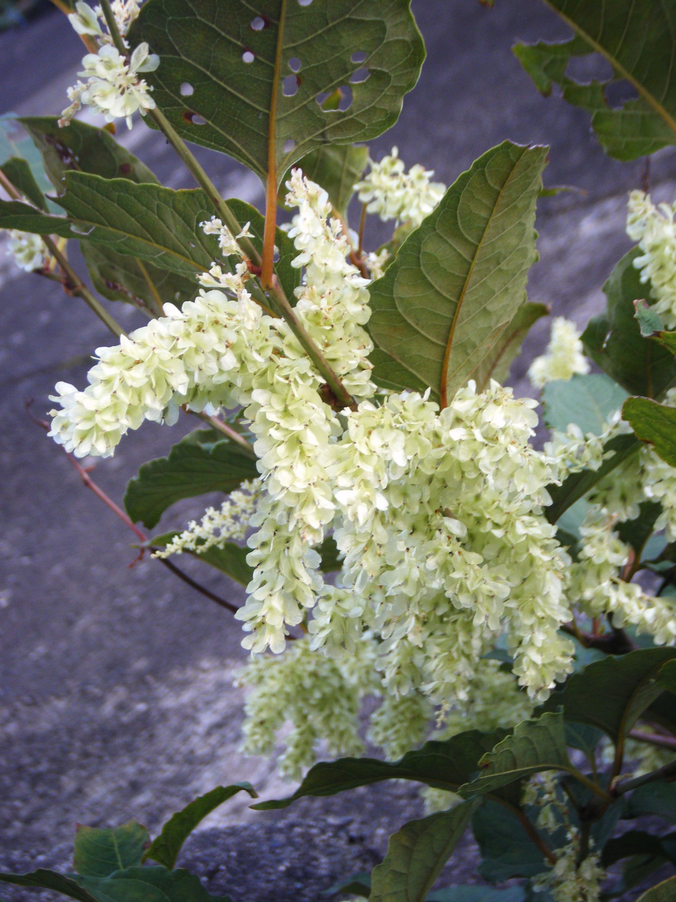 DSCF1333.jpg