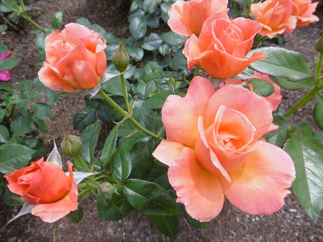 P1200710_R.JPG